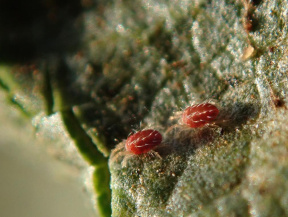 Яблоневый клещ