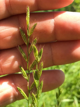 Плевел (виды)