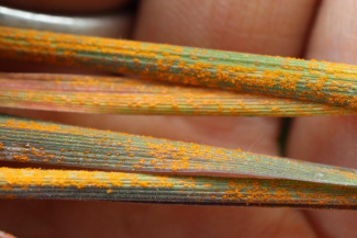 Желтая ржавчина