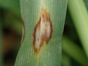 Ринхоспориоз