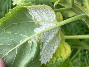 Ложная мучнистая роса (пероноспороз)