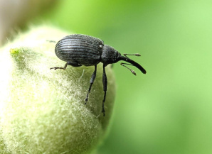 Землянично-малинный долгоносик