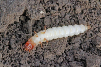 Хлебная жужелица