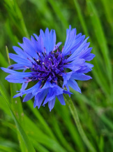 Василёк синий 