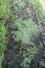 Дескурения Софии