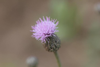 Бодяк щетинистый