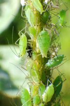 Гороховая тля