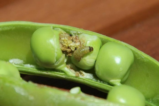 Гороховая плодожорка