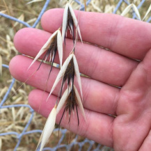 Покрытая головня