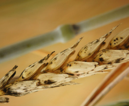 Плесневение семян