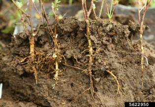 Афаномицетная гниль