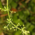 Подмаренник цепкий